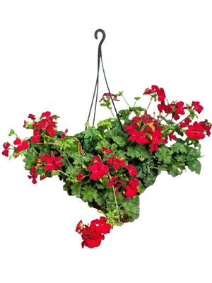 Pelargonium Peltatum "Geranium Marcada" Mixed Colors 20cmHanging Basket