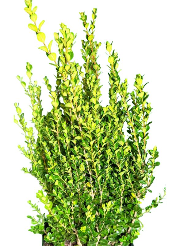 Buxus Microphylla "Japanese Boxwood Faulkner" 20Liter