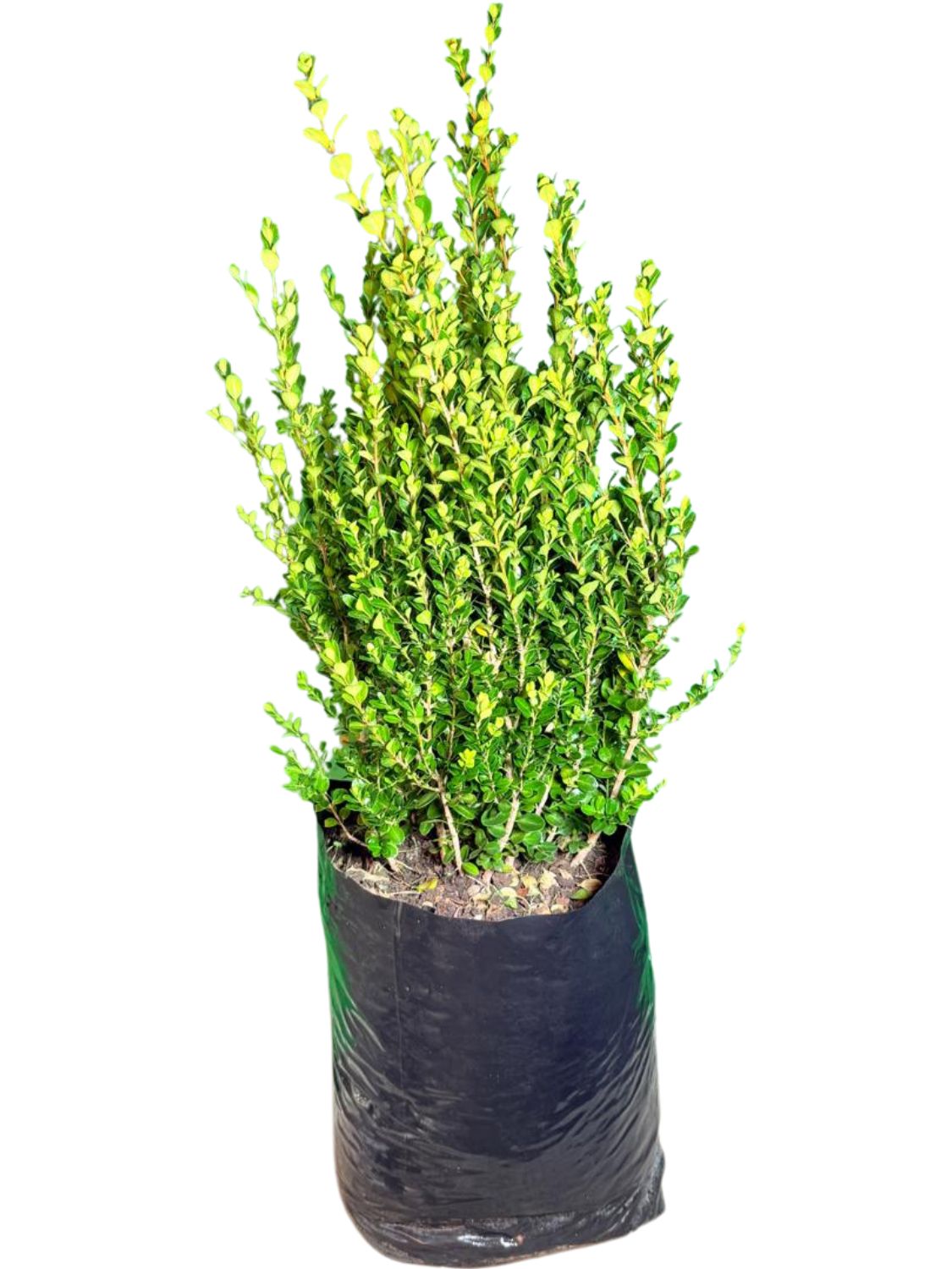 Buxus Microphylla "Japanese Boxwood Faulkner" 20Liter