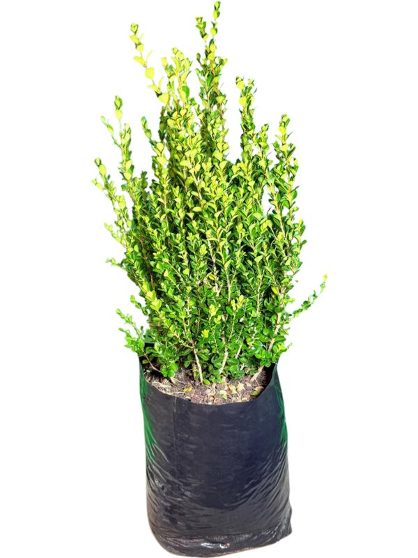 Buxus Microphylla "Japanese Boxwood Faulkner" 20Liter