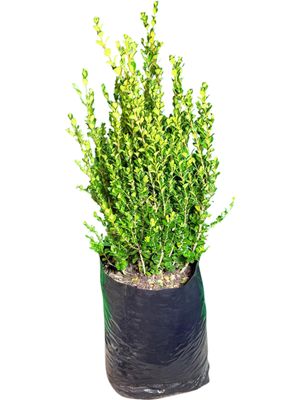 Buxus Microphylla "Japanese Boxwood Faulkner" 20Liter