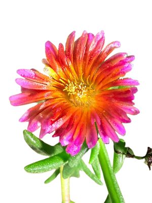 Delosperma Cooperi Hybrid "Vygie Ocean Sunset" 15cmPot