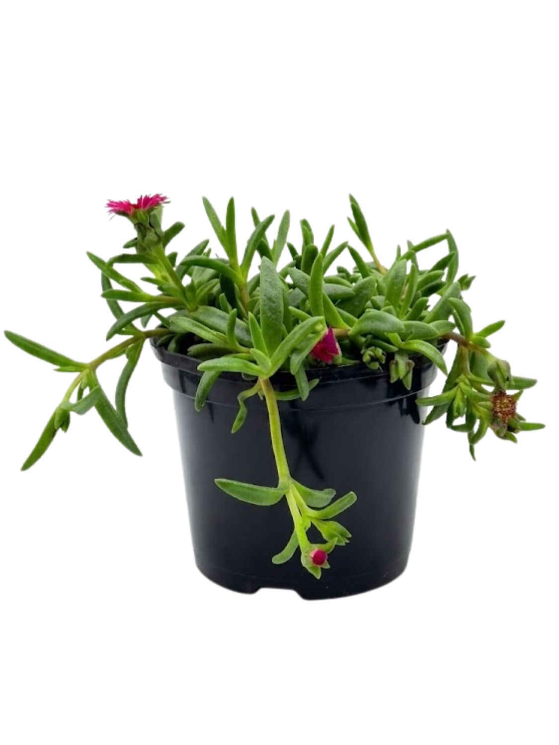 Delosperma Cooperi Hybrid "Vygie Ocean Sunset" 15cmPot
