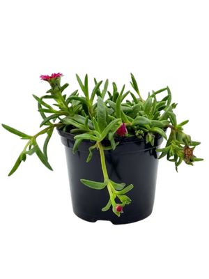 Delosperma Cooperi Hybrid "Vygie Ocean Sunset" 15cmPot