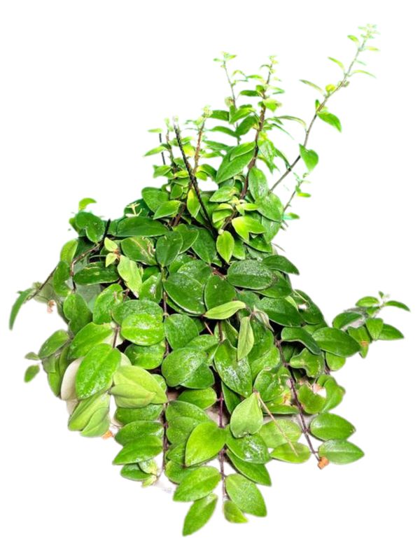 Aeschynanthus Marmoratus "Black Pagoda Lipstick Plant" 20cmHanging Basket