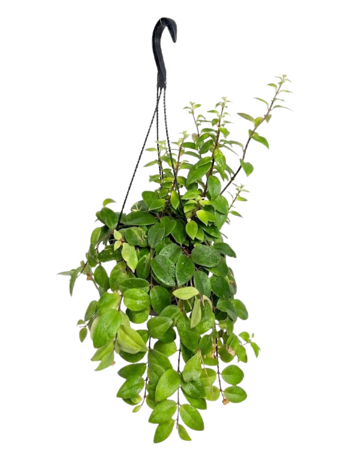 Aeschynanthus Marmoratus "Black Pagoda Lipstick Plant" 20cmHanging Basket
