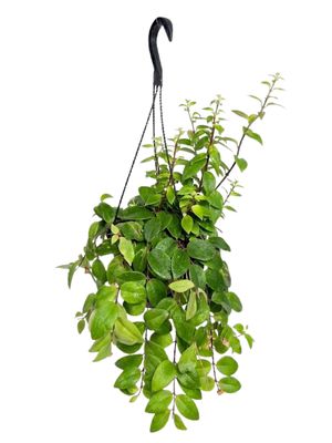 Aeschynanthus Marmoratus "Black Pagoda Lipstick Plant" 20cmHanging Basket
