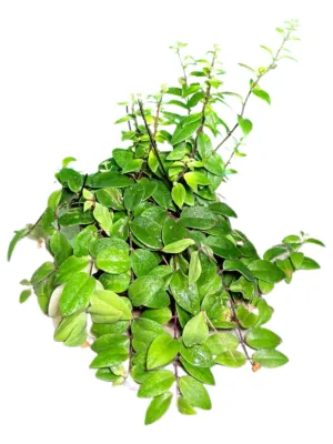 Aeschynanthus Marmoratus "Black Pagoda Lipstick Plant" 20cmHanging Basket