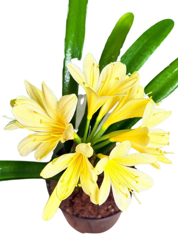 Clivia Miniata Citrina "Clivia Yellow" 19cmPot