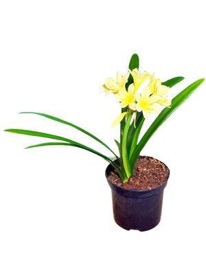 Clivia Miniata Citrina "Clivia Yellow" 19cmPot