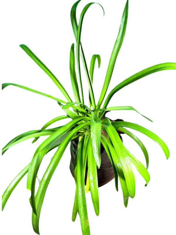 Agapanthus Praecox "African Lily Blue" 10Liter