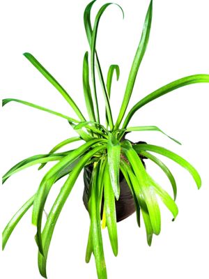 Agapanthus Praecox "African Lily Blue" 10Liter