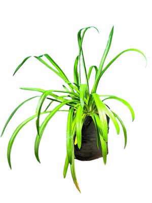 Agapanthus Praecox "African Lily Blue" 10Liter