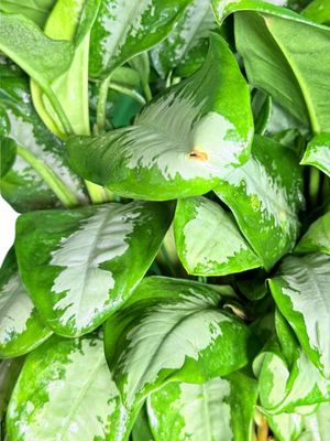 Aglaonema Commutatum "Pattaya Beauty" 30cmPot