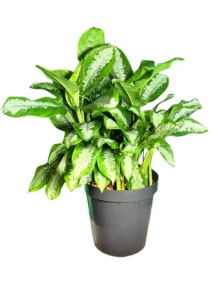 Aglaonema Commutatum "Pattaya Beauty" 30cmPot