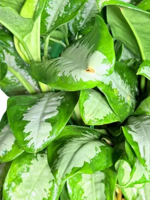 Aglaonema Commutatum "Pattaya Beauty" 30cmPot