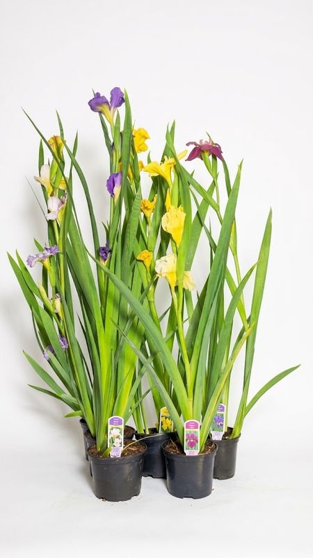 Hexagonae Hybrids "Iris Louisiana" 14cmPot