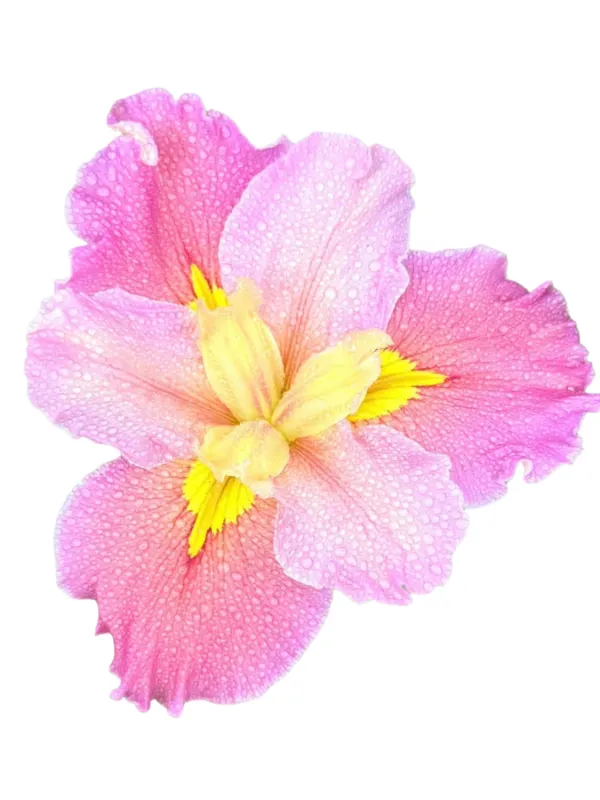 Hexagonae Hybrids "Iris Louisiana" 14cmPot
