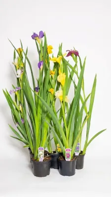 Hexagonae Hybrids "Iris Louisiana" 14cmPot