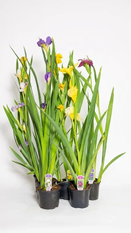 Hexagonae Hybrids "Iris Louisiana" 14cmPot