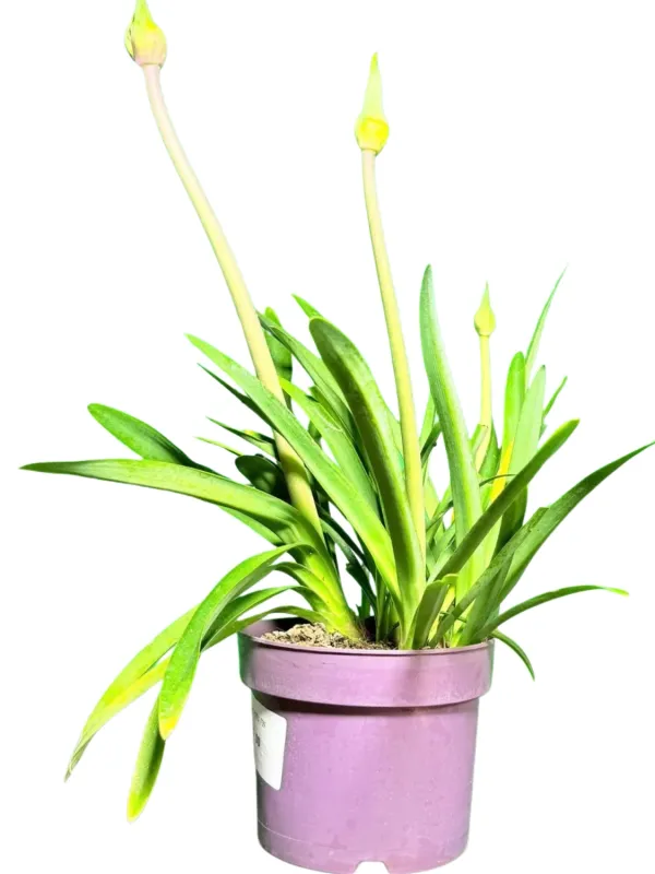 Agapanthus Praecox "African Lilly Poppin Pink" 15cmpot