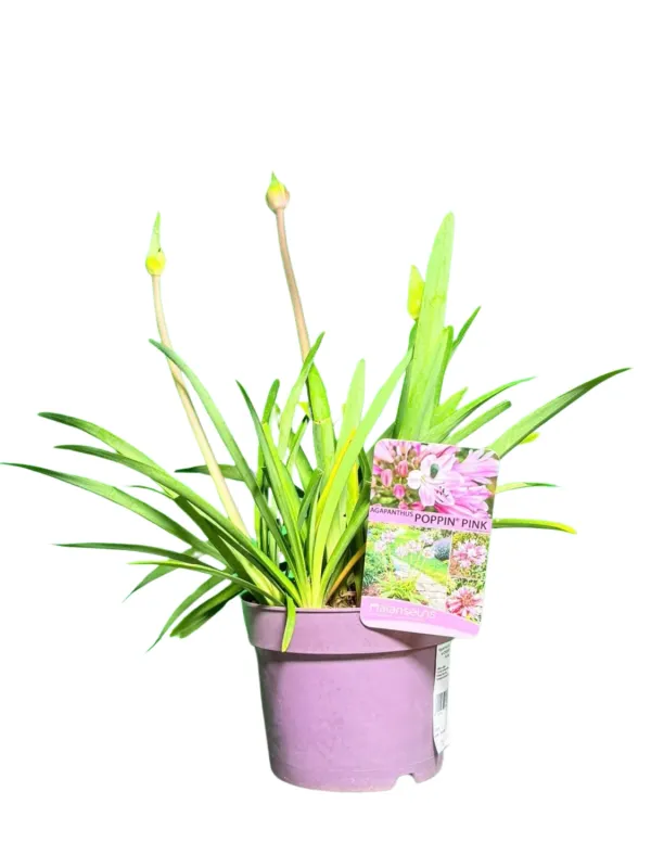Agapanthus Praecox "African Lilly Poppin Pink" 15cmpot