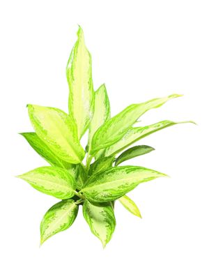Aglaonema Commutatum "Snow Queen" 14cmPot