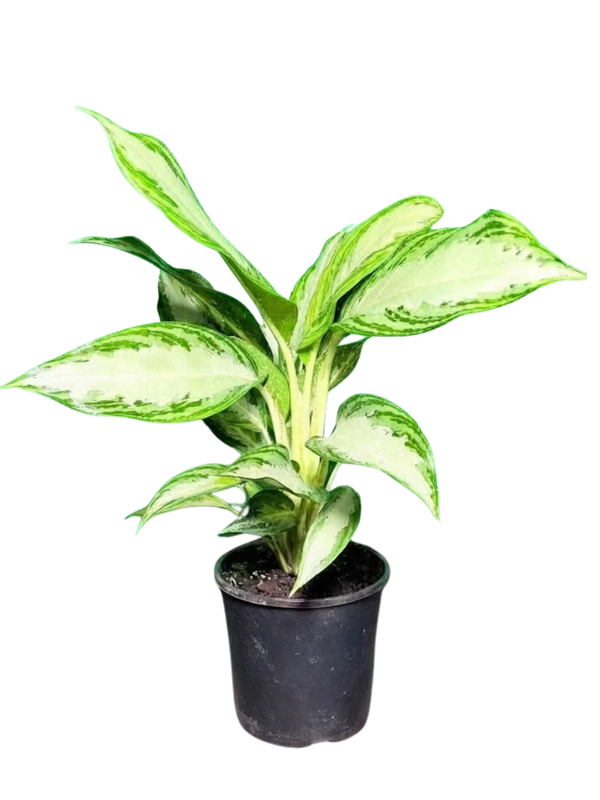 Aglaonema Commutatum "Snow Queen" 14cmPot Aglaonema Commutatum "Snow Queen" 14cmPot