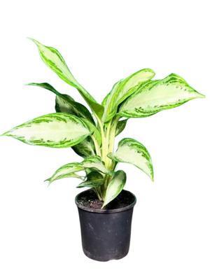 Aglaonema Commutatum "Snow Queen" 14cmPot