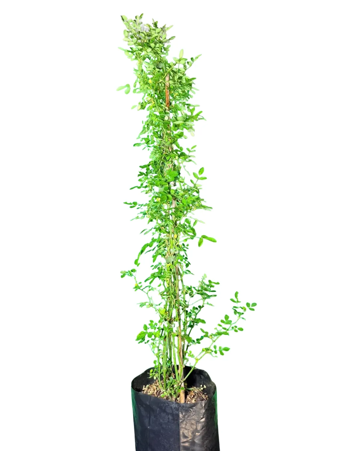 Rosa Banksiae "Alba Plena" 10Liter