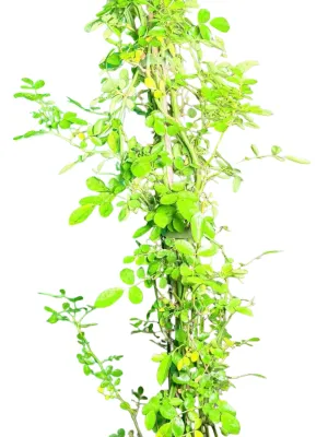 Rosa Banksiae "Alba Plena" 10Liter