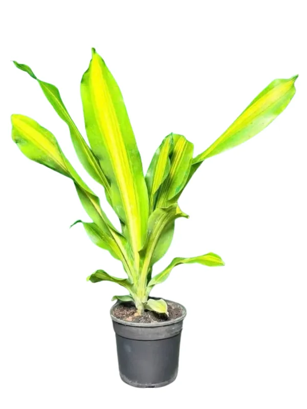 Draceana Arborea "Golden Heart" 14cmPot