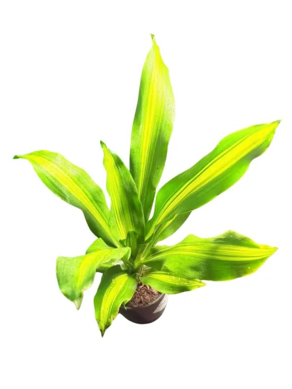 Draceana Arborea "Golden Heart" 14cmPot