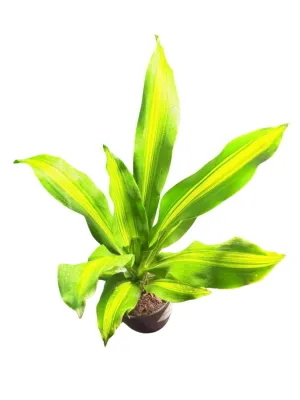 Draceana Arborea "Golden Heart" 14cmPot