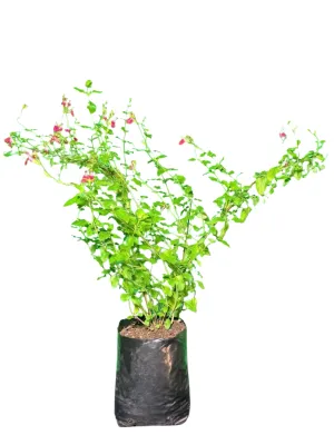 Salvia Microphylla "Hot Lips" 4Liter