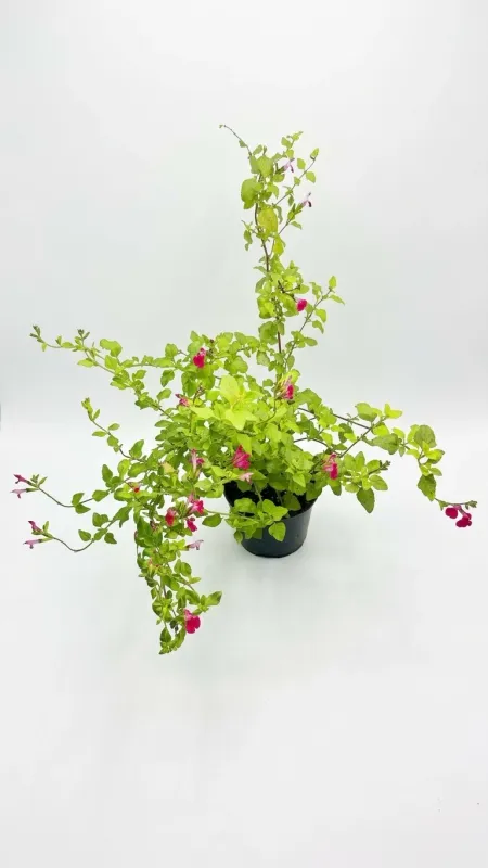 Salvia Microphylla "Hot Lips" 4Liter