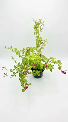 Salvia Microphylla "Hot Lips" 4Liter