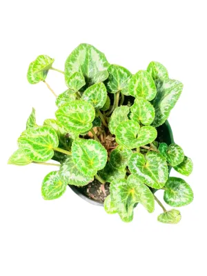 Cyclamen Persicum Hybrid 14cmPot