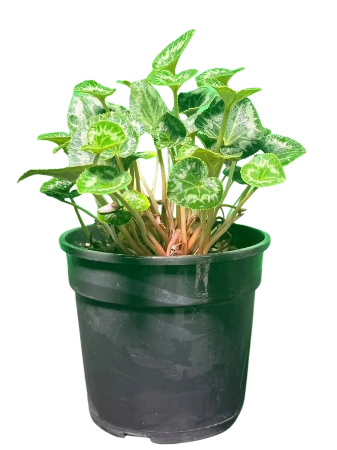 Cyclamen Persicum Hybrid 14cmPot