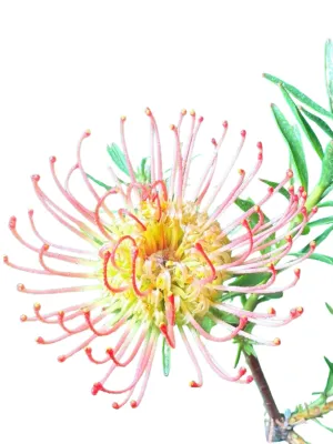 Leucospermum Lineare "Protea Succession" 5Liter