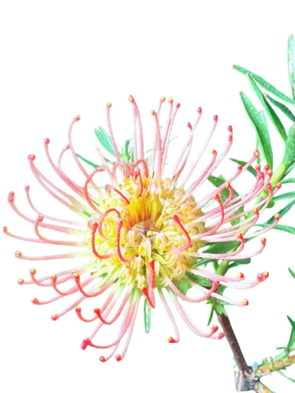 Leucospermum Lineare "Protea Succession" 5Liter