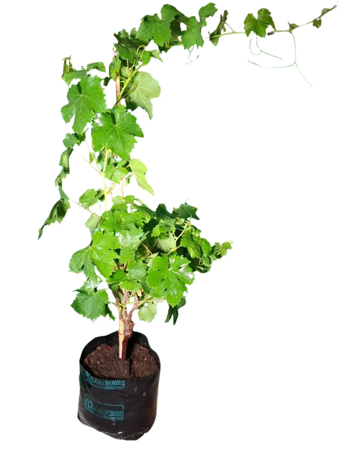Vitis Vinifera "Grape Crimson Seedless" 10Liter