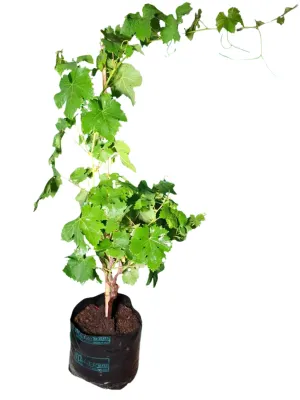 Vitis Vinifera "Grape Crimson Seedless" 10Liter