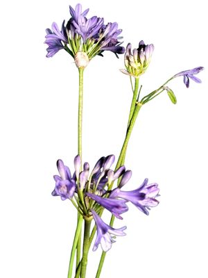 Agapanthus Africanua "Lapis Lazuli" 4Liter
