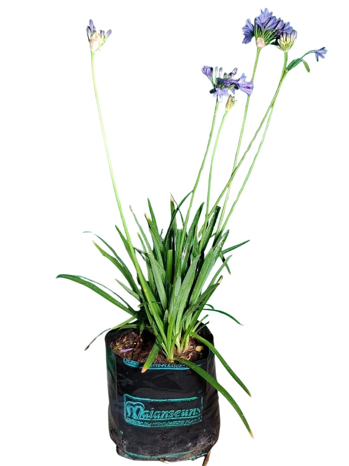 Agapanthus Africanua "Lapis Lazuli" 4Liter Agapanthus Africanua "Lapis Lazuli" 4Liter