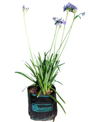 Agapanthus Africanua "Lapis Lazuli" 4Liter Agapanthus Africanua "Lapis Lazuli" 4Liter