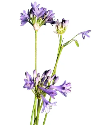 Agapanthus Africanua "Lapis Lazuli" 4Liter