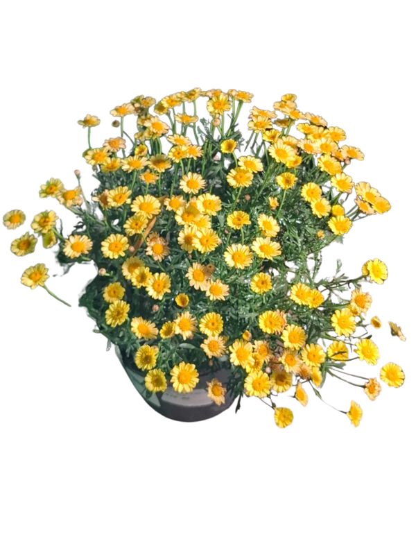 Argyranthemum Frutescens "Go Daisy Fully Yellow" 19cmPot