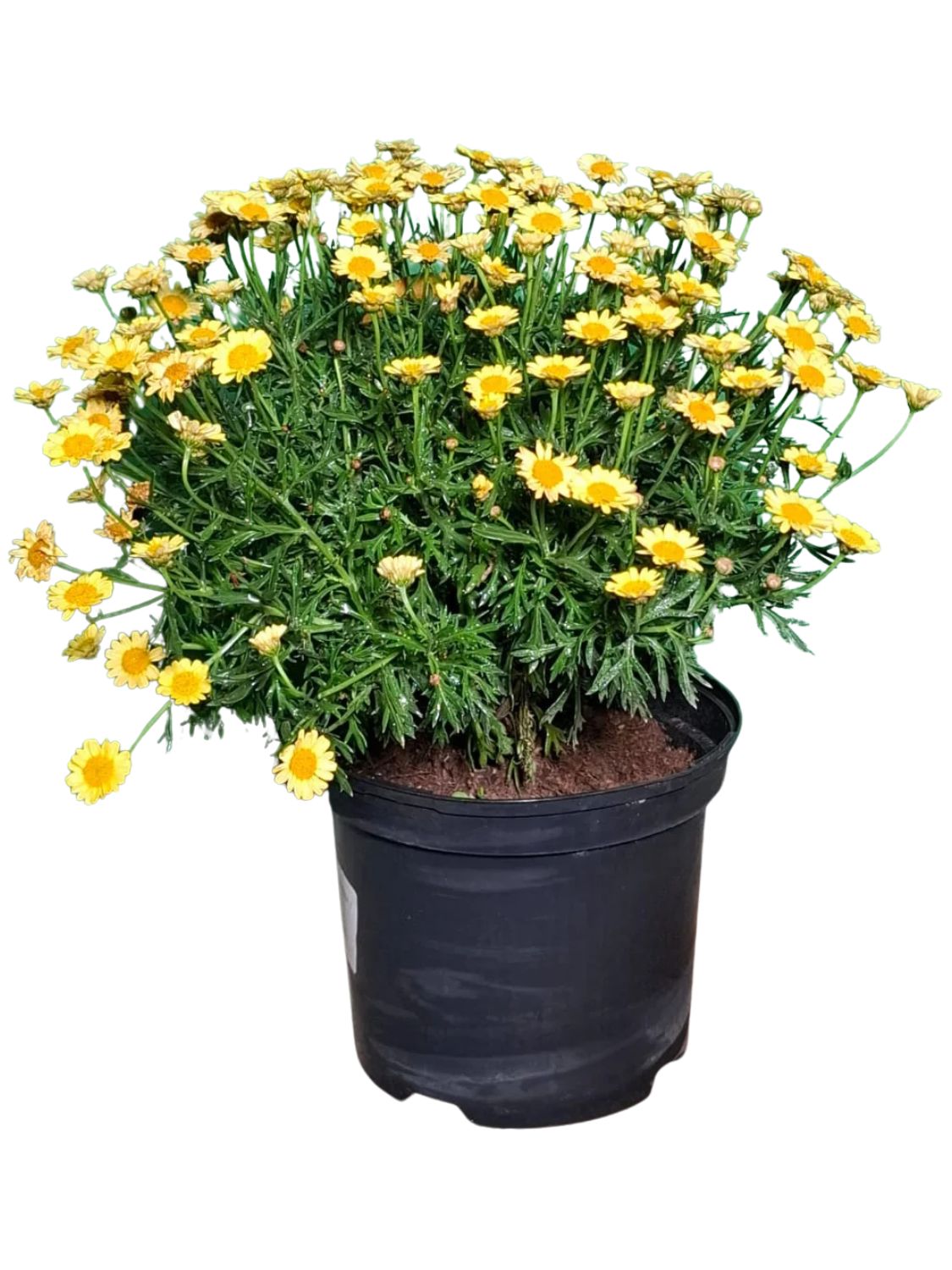 Argyranthemum Frutescens "Go Daisy Fully Yellow" 19cmPot Argyranthemum Frutescens "Go Daisy Fully Yellow" 19cmPot