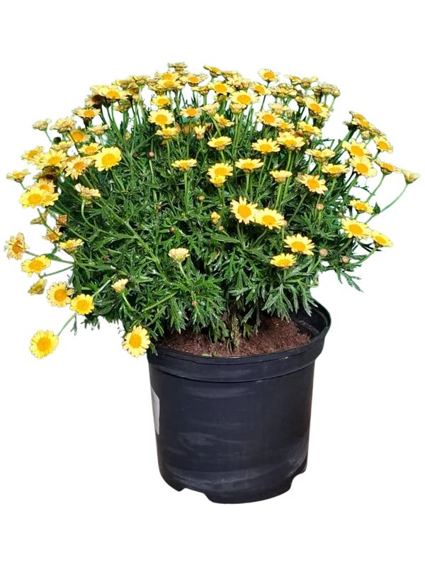 Argyranthemum Frutescens "Go Daisy Fully Yellow" 19cmPot Argyranthemum Frutescens "Go Daisy Fully Yellow" 19cmPot